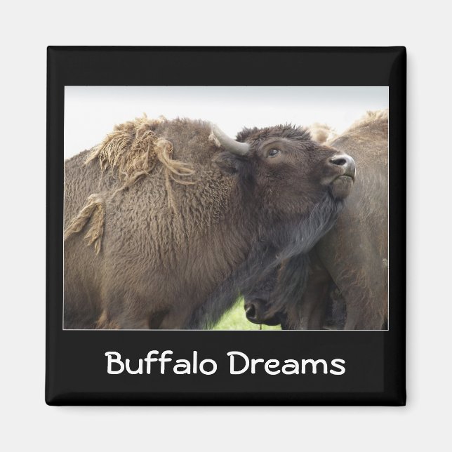 Imán American Plains Buffalo Bison Magnet (Frente)