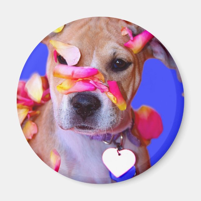 Imán American Staffordshire Terrier Boxer Mix Puppy Dog (Frente)