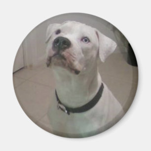 Imán americano del bulldog