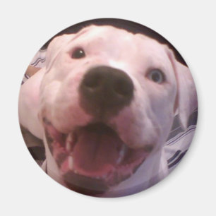 Imán americano del bulldog