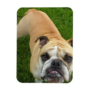Imán americano del premio del bulldog