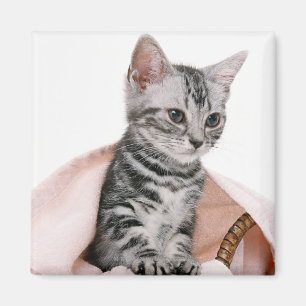 Imán Americano Shorthair 2