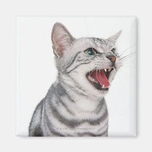 Imán Americano Shorthair 6