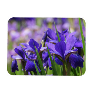 Imán Amethyst Purple Irises