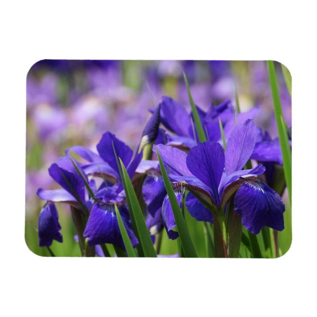 Imán Amethyst Purple Irises (Horizontal)