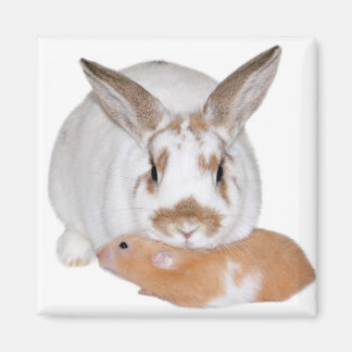 Imán Amigos