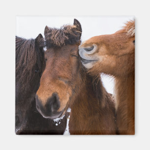 Imán Amigos del Caballo Islandés, Islandia