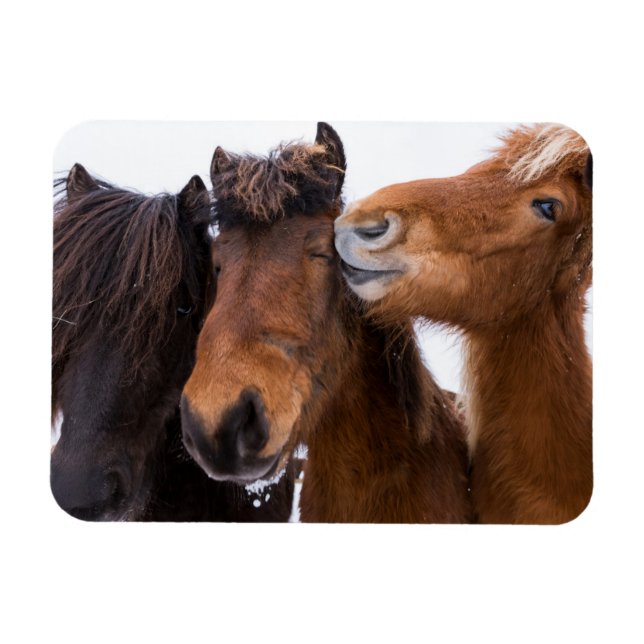 Imán Amigos del caballo islandés, Islandia (Horizontal)