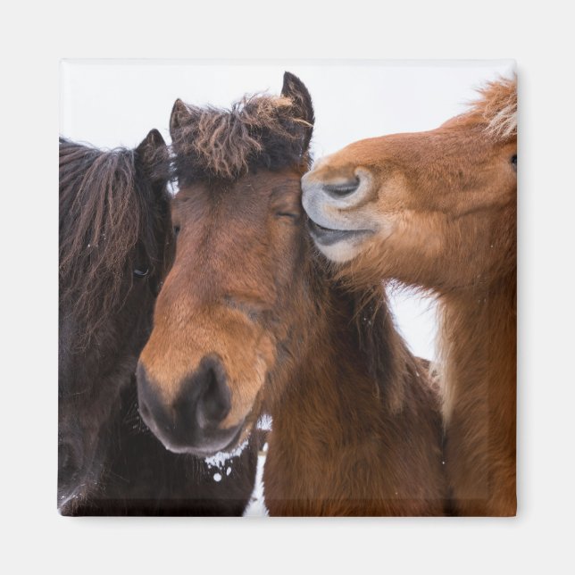 Imán Amigos islandeses del caballo, Islandia (Frente)