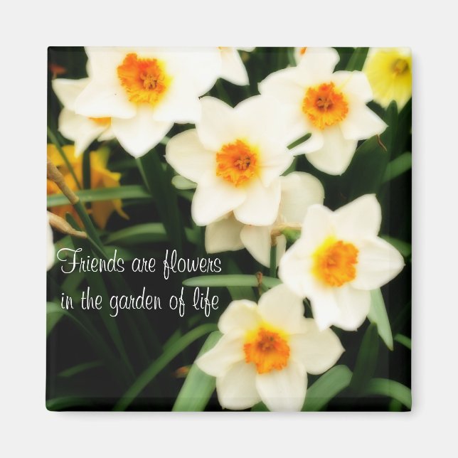 Imán Amigos son flores citan Daffodils Magnet (Frente)