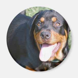 Imán amistoso de Rottweiler