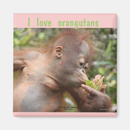 Imán Amo a los Orangutanes