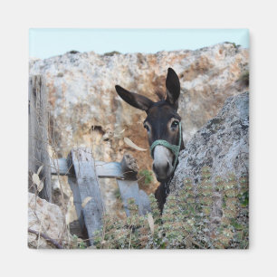 Imán ¡Amo burros!