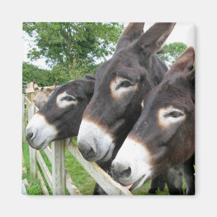 Imán ¡Amo burros!