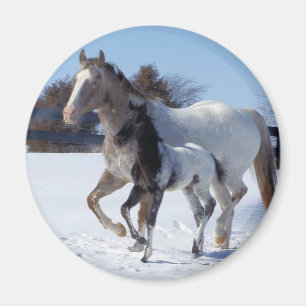 IMÁN AMO CABALLOS