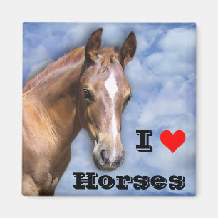 Imán Amo caballos