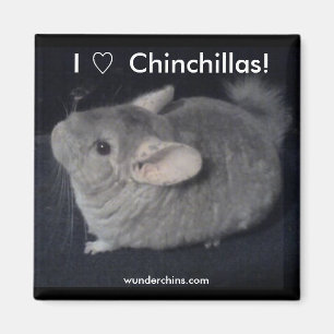 Imán Amo chinchillas