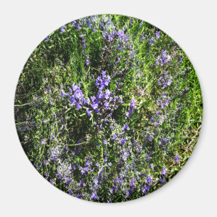 Imán Amo Lavanda.....