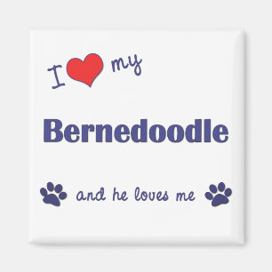 Imán Amo mi Bernedoodle (el perro masculino)
