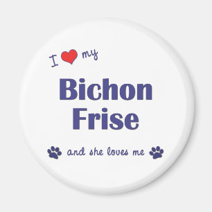 Imán Amo mi Bichon Frise (el perro femenino)