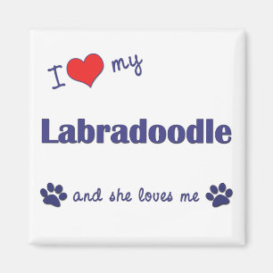 Imán Amo mi Labradoodle (el perro femenino)