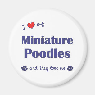 Imán Amo mis caniches miniatura (los perros múltiples)