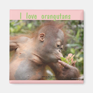 Imán Amo orangutanes