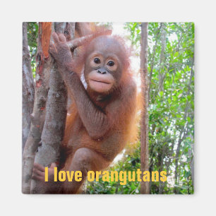 Imán Amo orangutanes con el bebé Uttuh