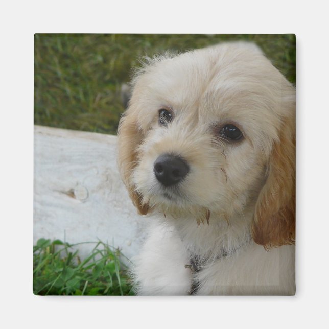 Imán Amor a la pipa - Foto de perro maltipoo (Frente)