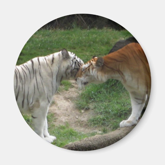 Imán Amor a los tigres (Frente)