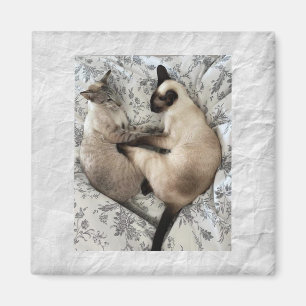 Imán Amor al gato
