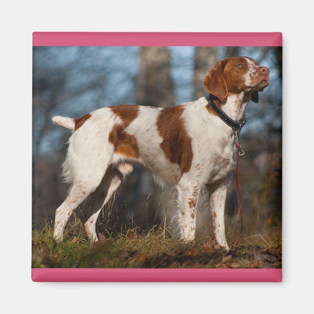Imán Amor Brittany Spaniel Cachorro Perro (Frente)