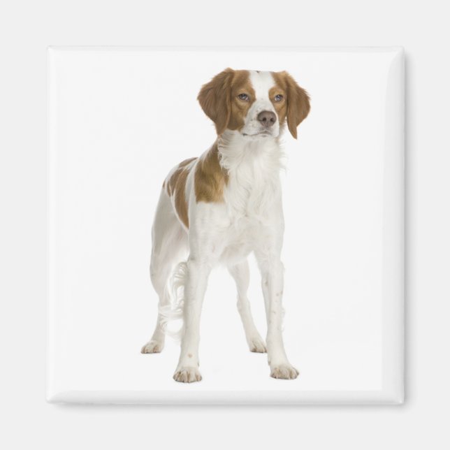 Imán Amor Brittany Spaniel Cachorro Perro (Frente)