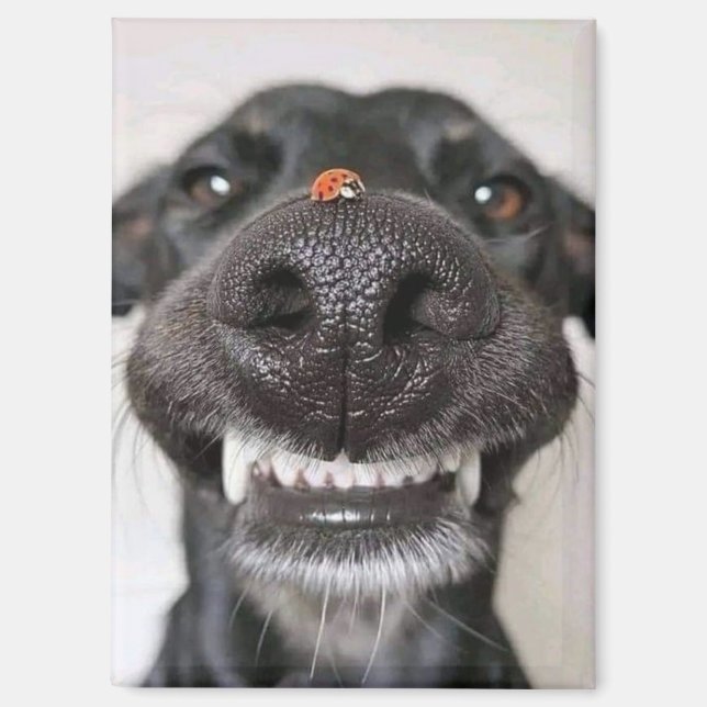 Imán Amor canino. (Anverso)