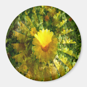 Imán Amor de Calendula......