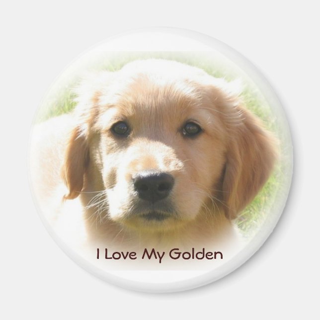 Imán Amor de Golden Retriever (Frente)