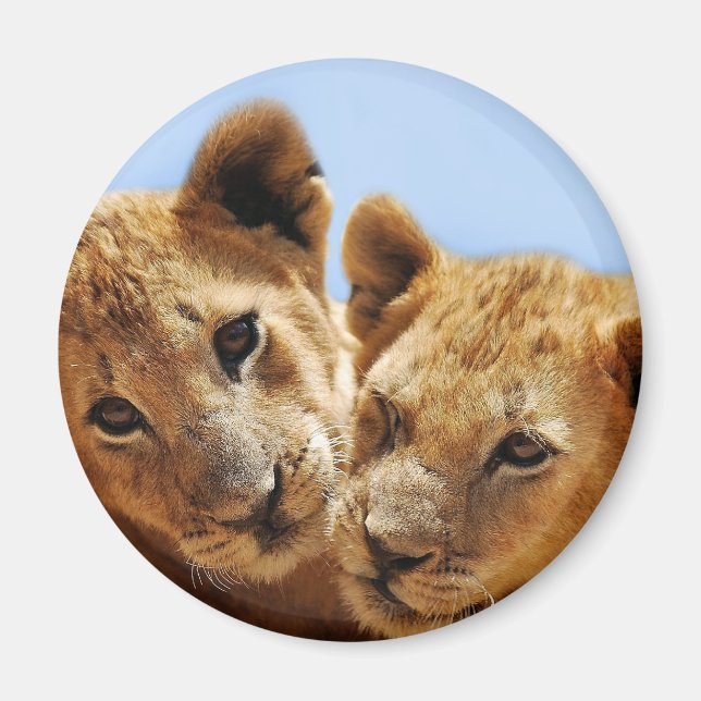Imán Amor de león bebé (Frente)