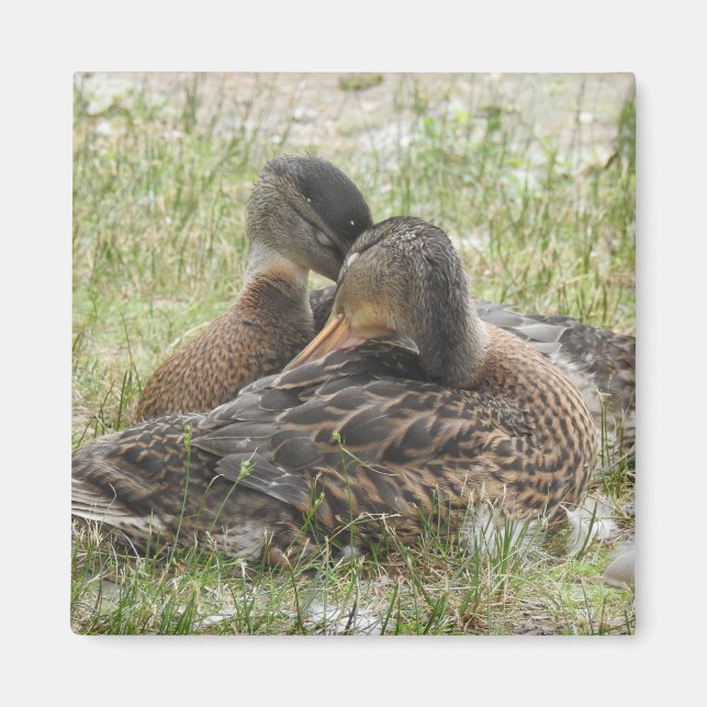 Imán Amor de patos -AMF (Frente)