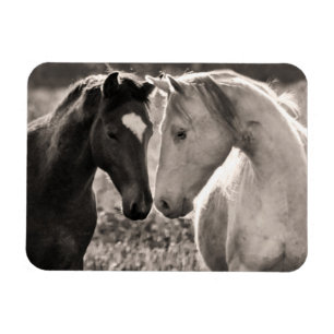 Imán Amor del caballo