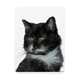 Imán Amor del gato callejero