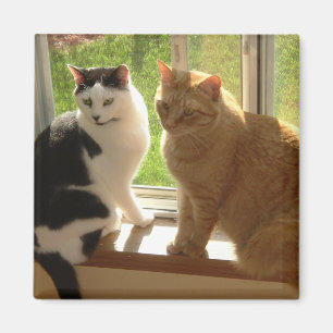 Imán Amor gato gato gatito