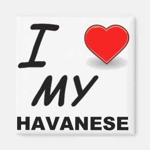 Imán amor havanese