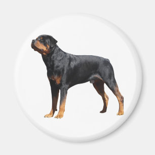 Imán Amor Perro porcino Rottweiler