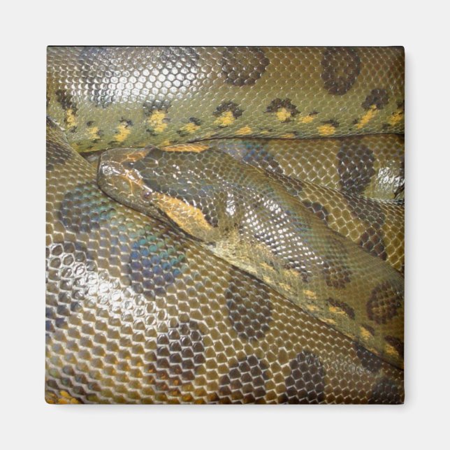 Imán Anaconda verde (Frente)