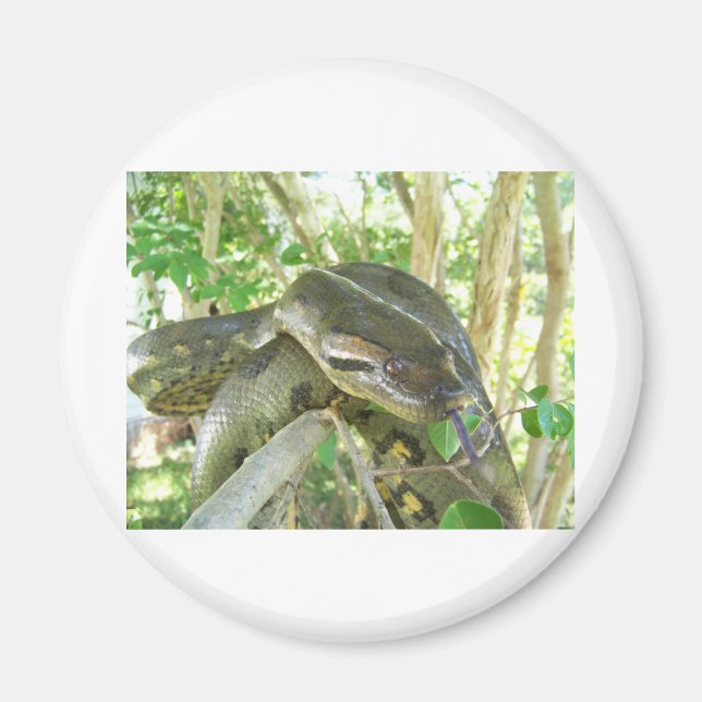 Imán Anaconda verde (Frente)