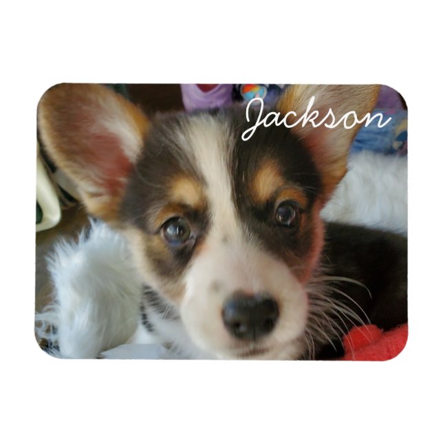 Imán Añadir la foto de su Mascota a esto (Horizontal)