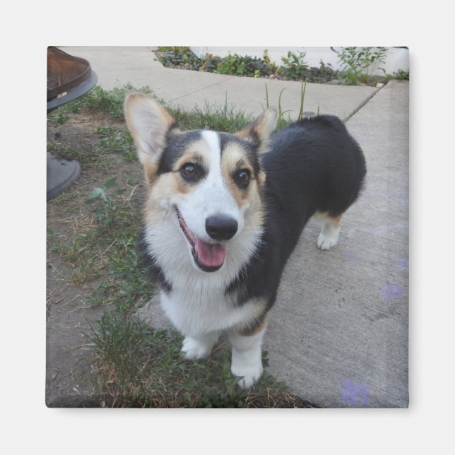 Imán Añadir la foto de su Mascota a esto (Frente)