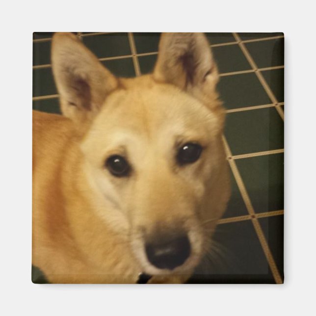 Imán Añadir una foto de su perro a esto (Frente)