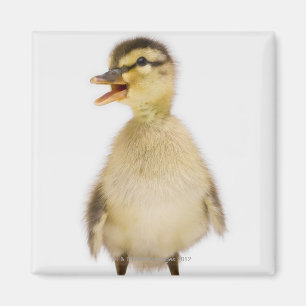 Imán Anadón del pato silvestre (platyrhynchos de las