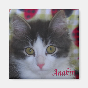 Imán Anakin Dos Piernas Gato Ladybugs Kitten Magnet